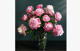 Pink Peonies varieties Barbara