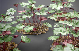 Heuchera - Palace - Purple