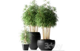 BAMBOO PLANTS 18