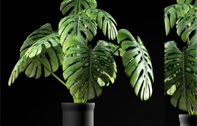 Monstera Plants 50