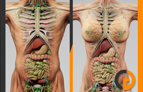 TurboSquid - 3D Human Male and Female Complete Anatomy