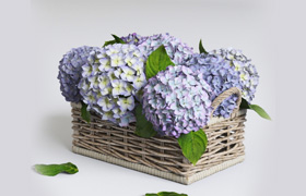 Hydrangea in basket