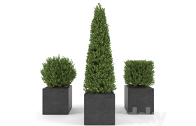 Boxwood - Set 2