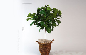 Ficus \ lyrate