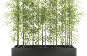 BAMBOO PLANTS 49