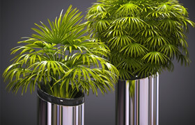 FAN PALM 53