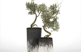 Olive_Tree_III