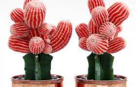 Red Cactus