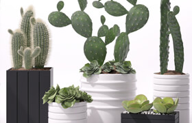 Contemporary houseplants 2