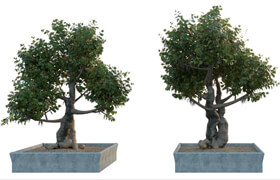 Bonsai 3D Models  Nguyen Ngoc Phuc