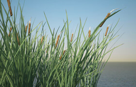 Turbosquid - Common Bulrush Grass