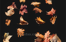 3D Model Dry Leaves Mikhail Sizov