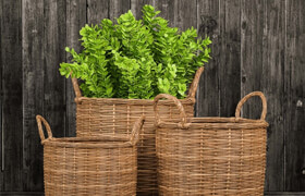 Basket with plants