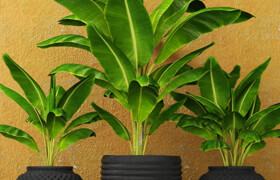 Banana palms. 3 pcs.