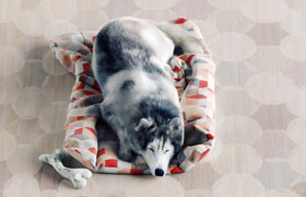 Husky Dog