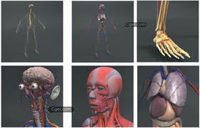 DOSCH 3D - HUMAN ANATOMY