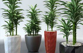 Dracaena in pots Lechuza