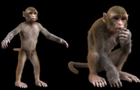 Turbosquid - Monkey Fur Rigged modelby DisneyTD