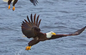 KelbyOne - Backyard Bird Photography and Beyond with Rick Sammon