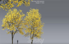 Autumn Ash | Ash-tree autumn # 3_4 (17-18m)