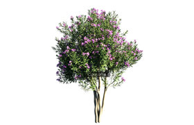 Nerium Oleander