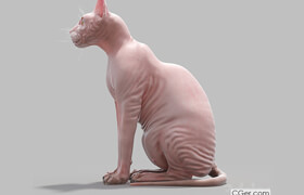 Sphynx Busko