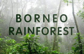 Pro Sound Effects - Borneo Rainforest